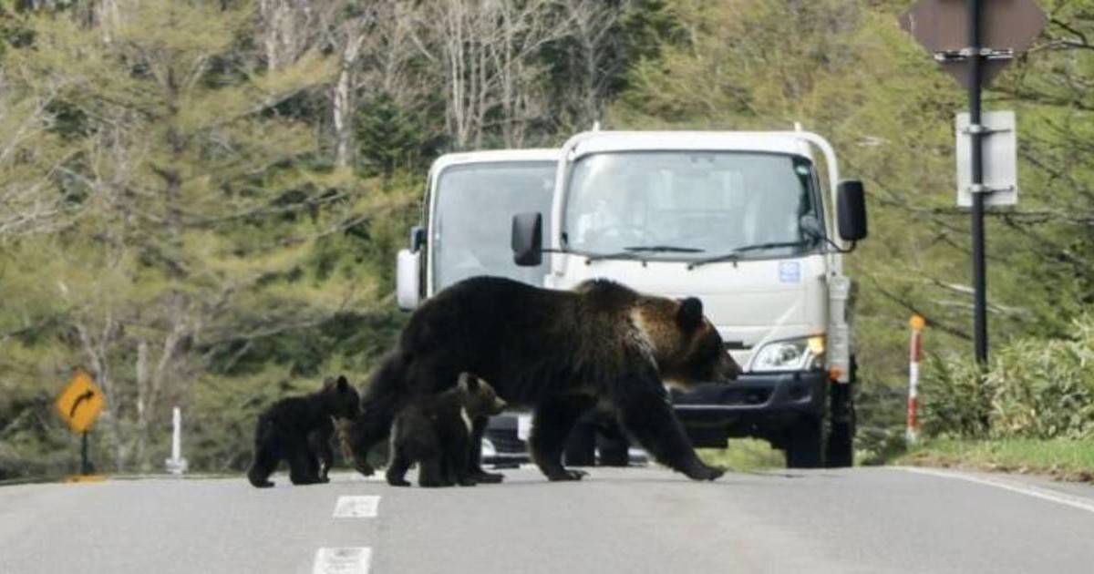 網民建議食熊肉串燒解決熊患｜過千萬人圍觀激讚：一舉兩得！