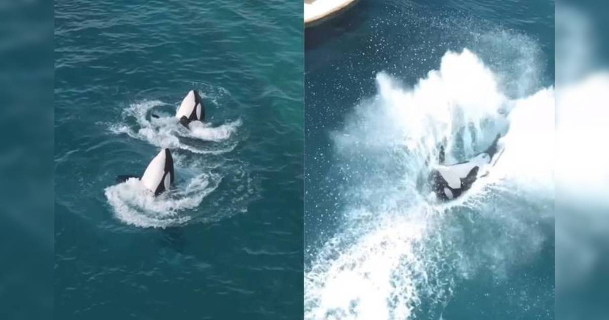 虎鯨母子困廢棄樂園近1年｜聽見無人機聲竟起舞表演：「牠們唯一語言」