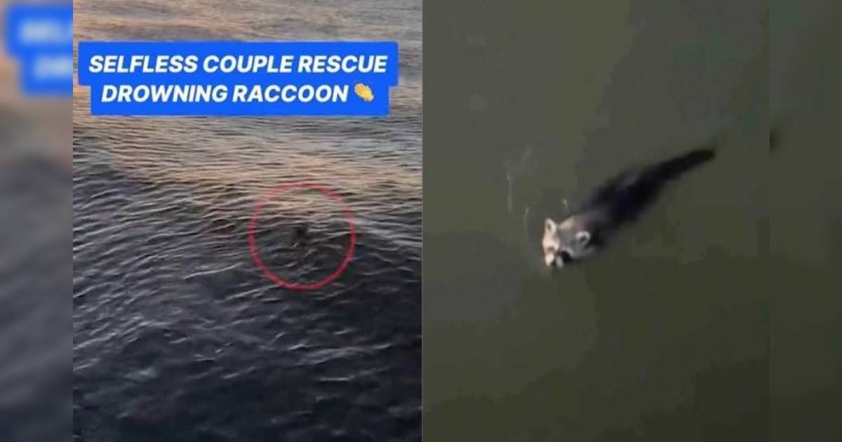 情侶海邊散步驚見浣熊溺水！以「1物」神救援過程極驚險
