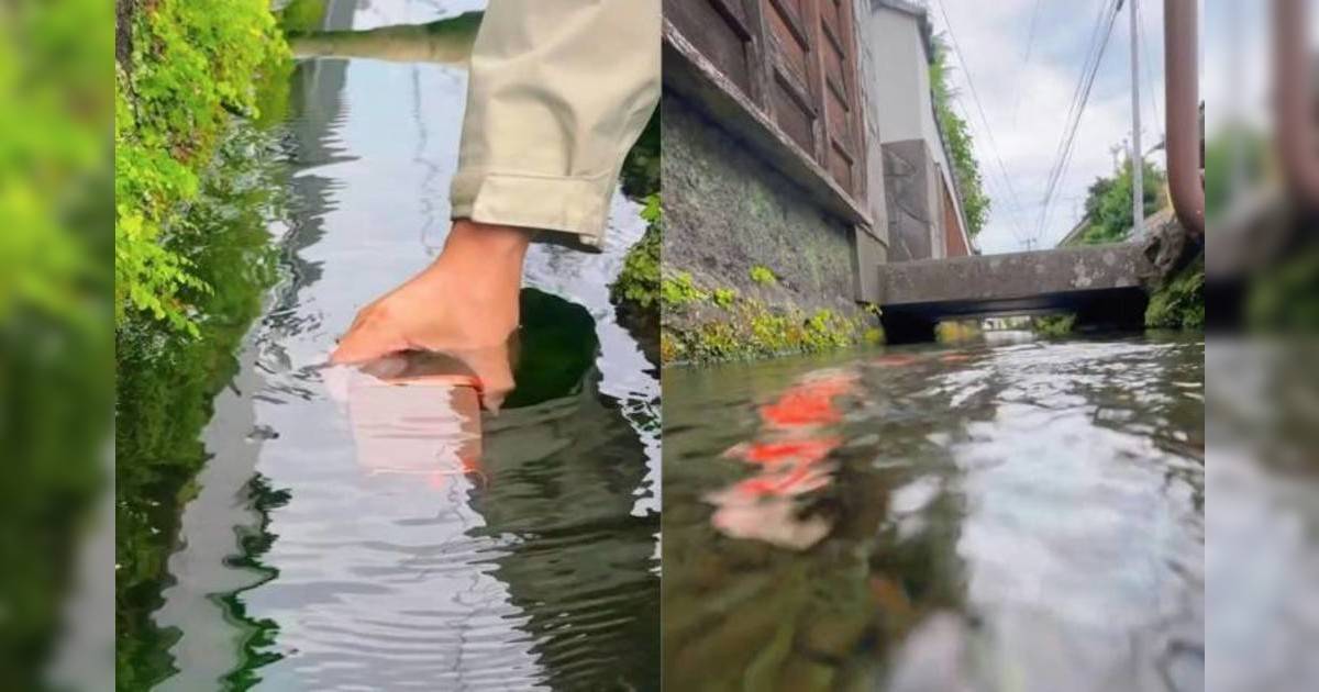 網紅放iPhone落日本水溝拍攝｜水質清澈有鯉魚游泳 網民震撼：果然係日本