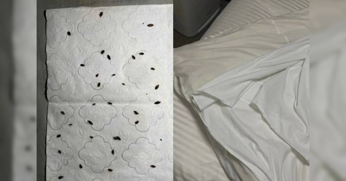 日本床蝨再現？網民分享「這神器」超有用 過來人建議做一事自保