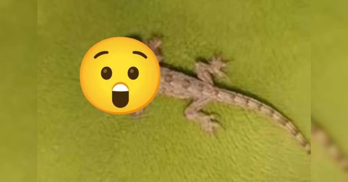 泰女驚見雙頭壁虎嚇到拍片求助！專家揭殘酷真相