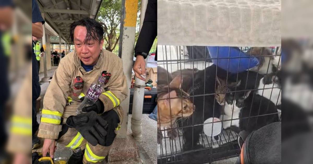 大埔火災｜消防員火場英勇救出9貓1狗 救援難度高網民大讚「英雄」