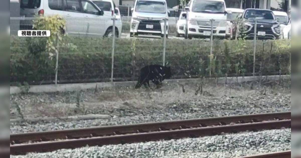 日本黑熊大搖大擺闖市中心！途人驚慌逃離 官方呼籲謹記做「1件事」