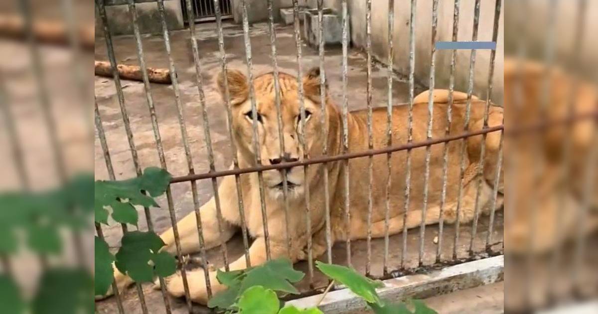 貴州最寒酸動物園爆紅｜70歲園長倒貼退休金苦守：不能餓到動物