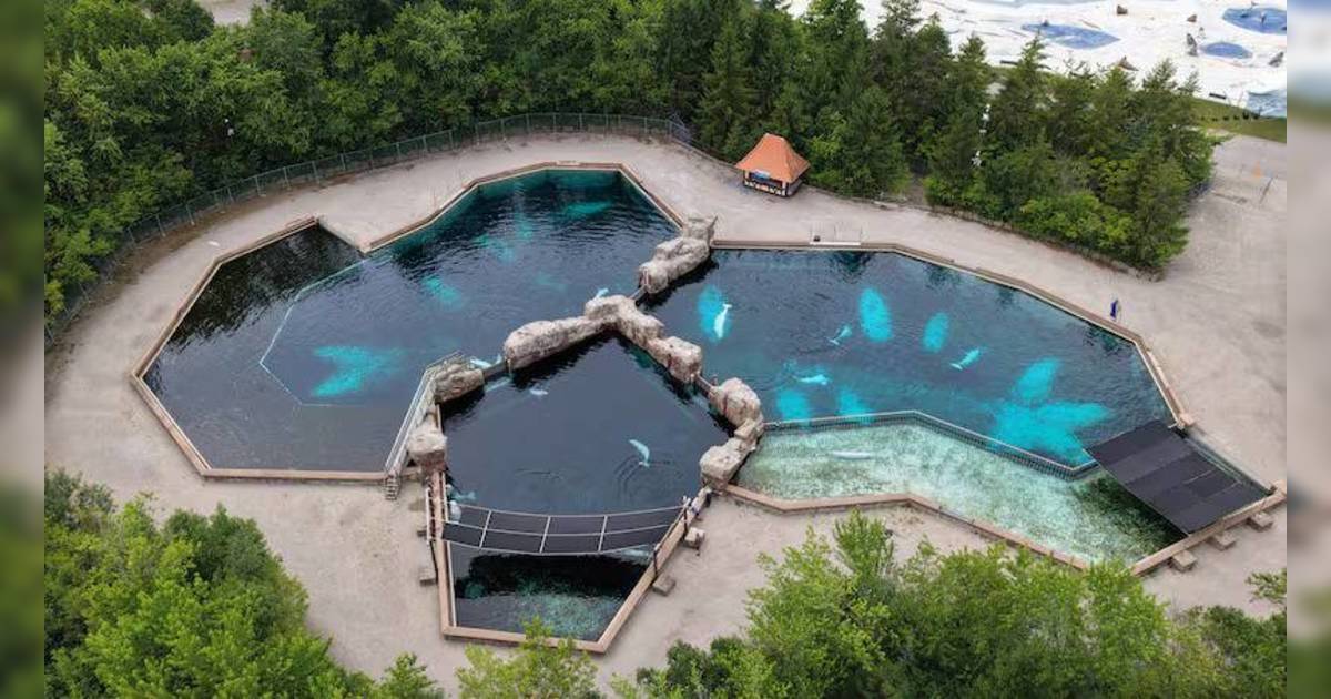 海洋樂園威脅殺30條白鯨｜政府急批庇護所計畫救命！