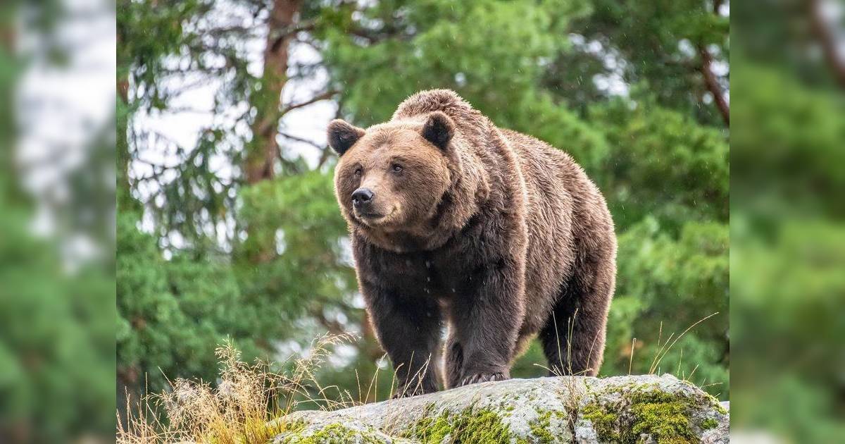 日本熊災嚴重到出動自衛隊！學生帶「這一物」上學防熊 背後原因超意外