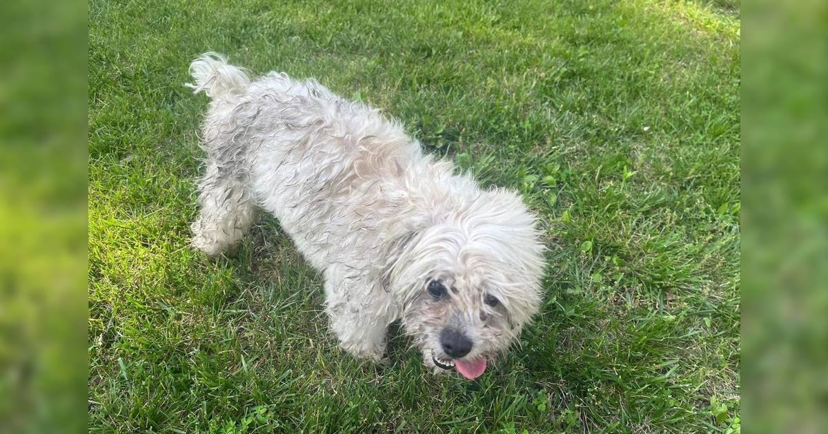 警員無故射死5歲西施犬｜一句話辯解惹眾怒！狗主極悲痛獲賠償