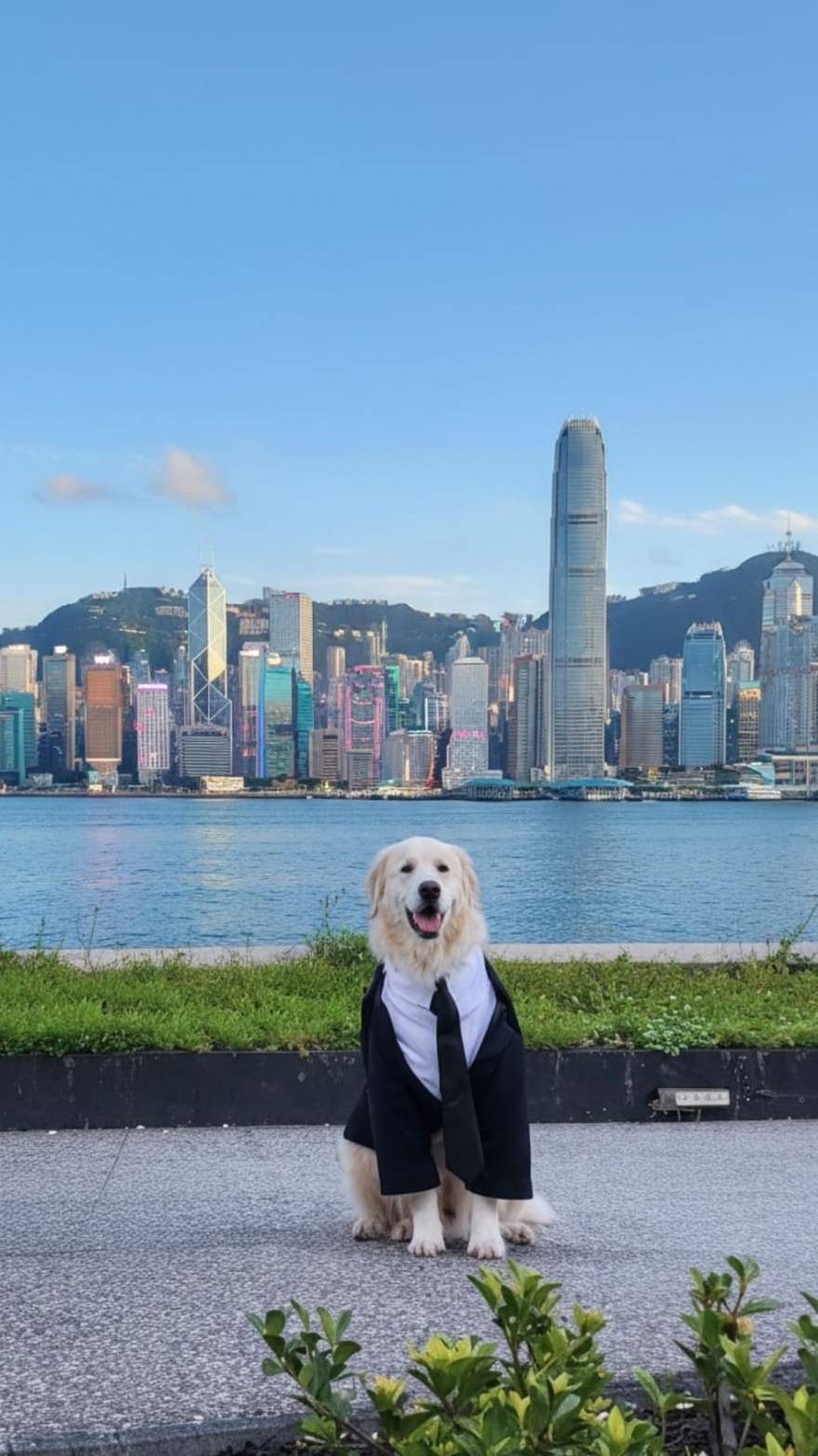 寵物嘉年華 尖沙咀 星光大道 (圖片來源:官方圖片)