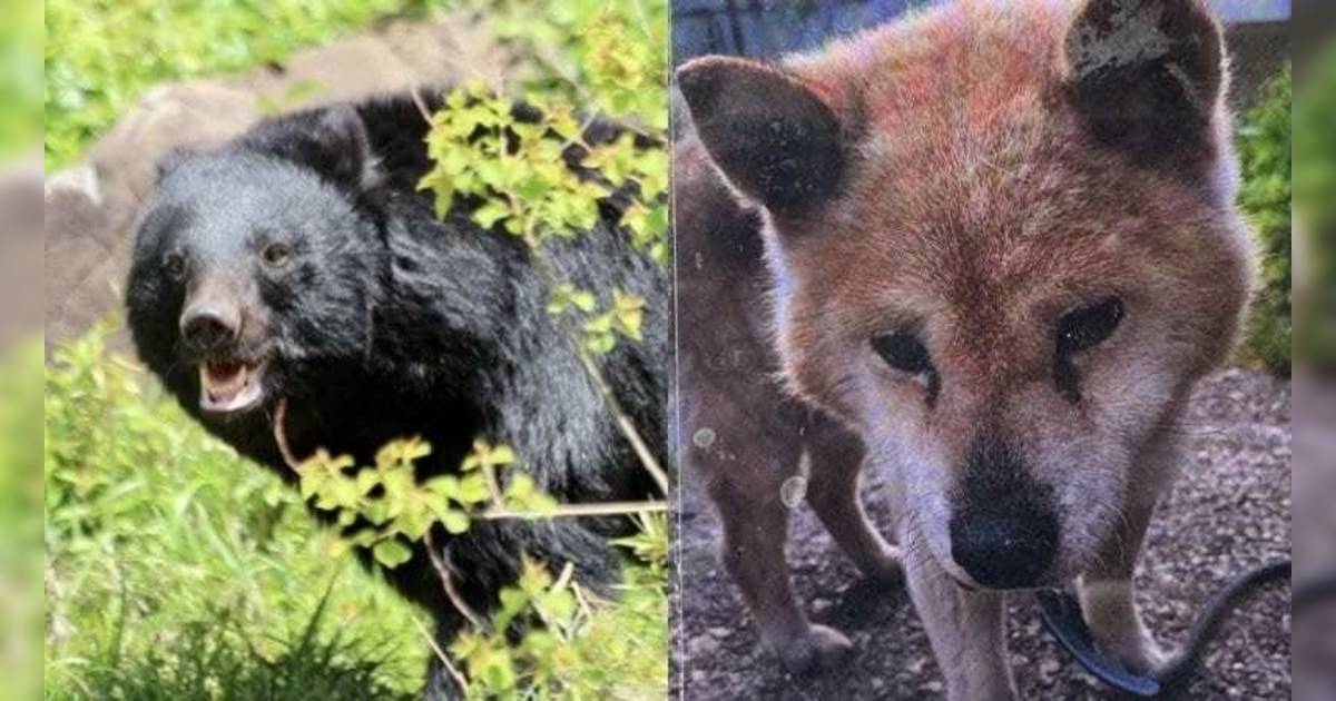 日本熊災蔓延社區｜秋田男起床驚見17歲愛犬慘死 內臟疑遭啃食