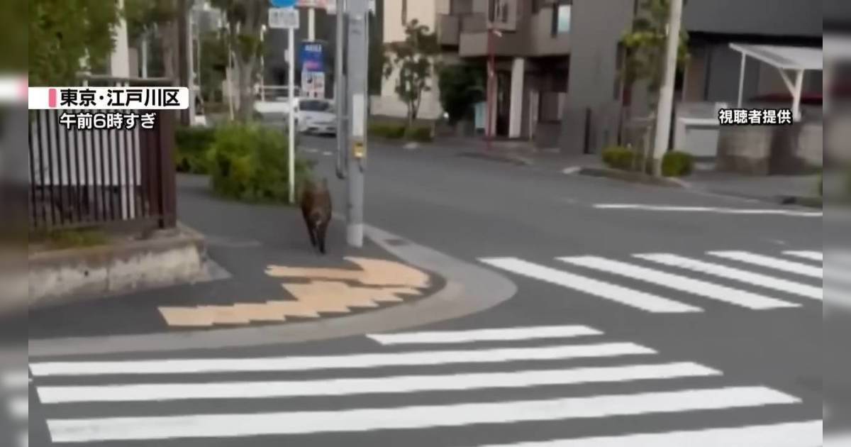 東京淪陷成都市叢林？野豬街頭狂奔半小時 學校緊急戒備 市民憂被攻擊