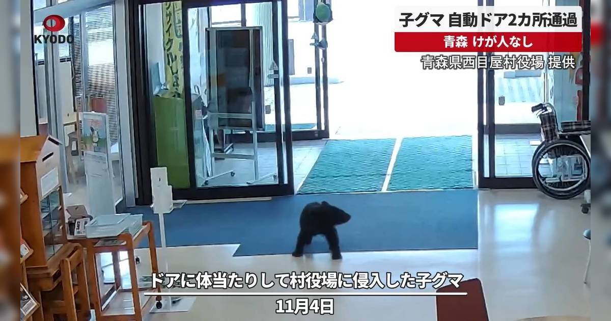 東京近郊驚現幼熊蹤影！青森小熊闖市政府撞玻璃門逃走
