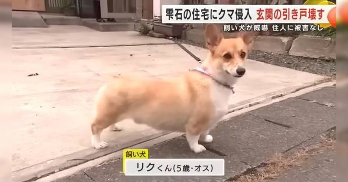 日本5歲哥基勇鬥巨熊｜黑熊撞破民宅大門 小狗一招嚇走入侵者！