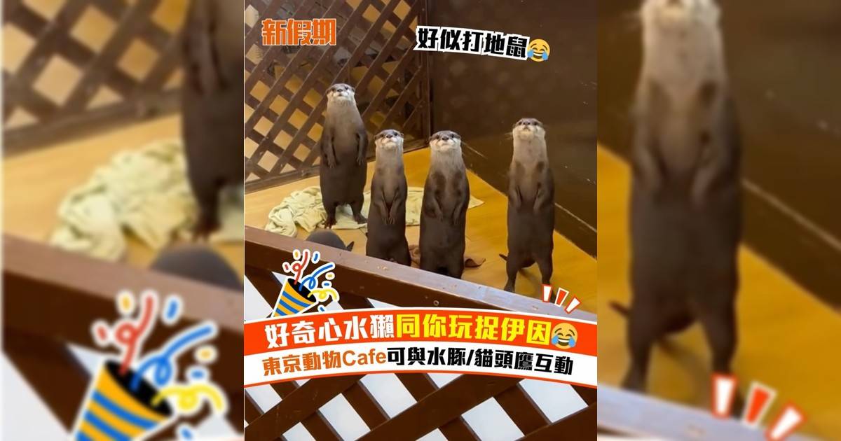 好奇心水獺同你玩捉伊因😂 東京動物Cafe可與水豚/貓頭鷹互動