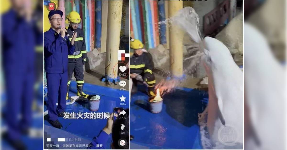 內地男海洋館內堅持吸煙｜白鯨石榴一躍而起噴水滅火 網民讚有效率