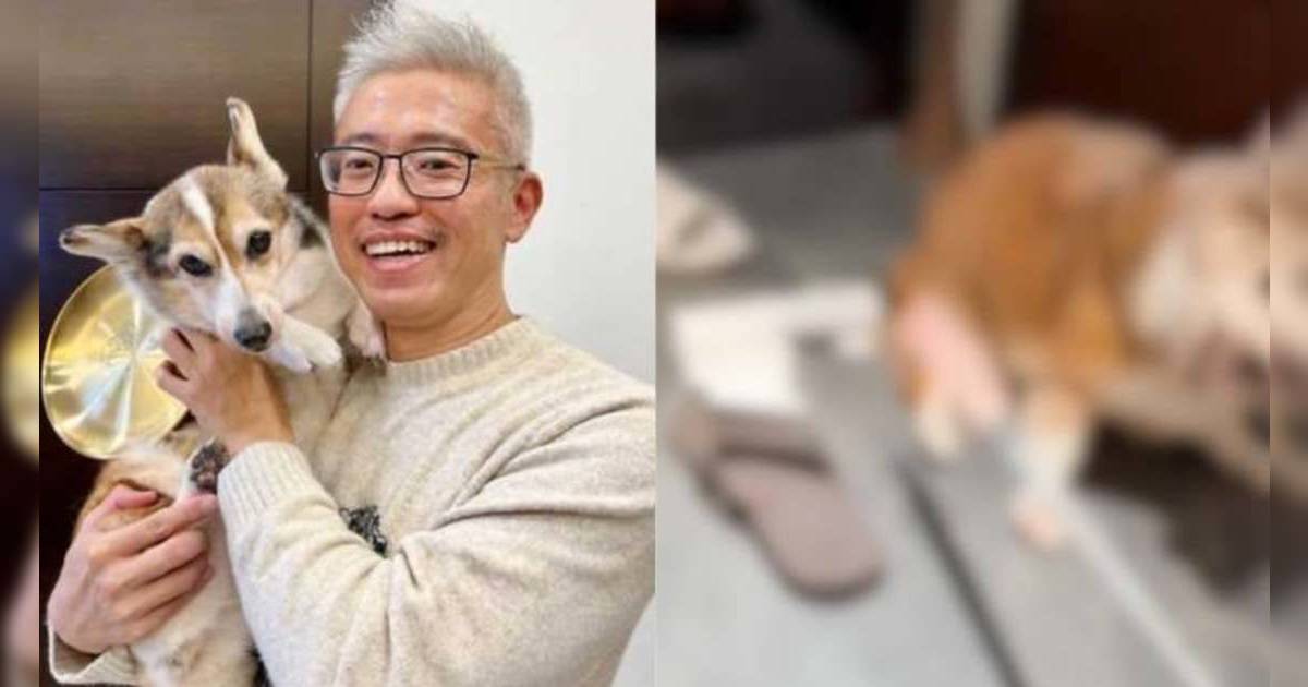 台灣手搖店老闆被爆虐狗！15歲失智哥基遭毒打縮角落 議員介入網民發起行動