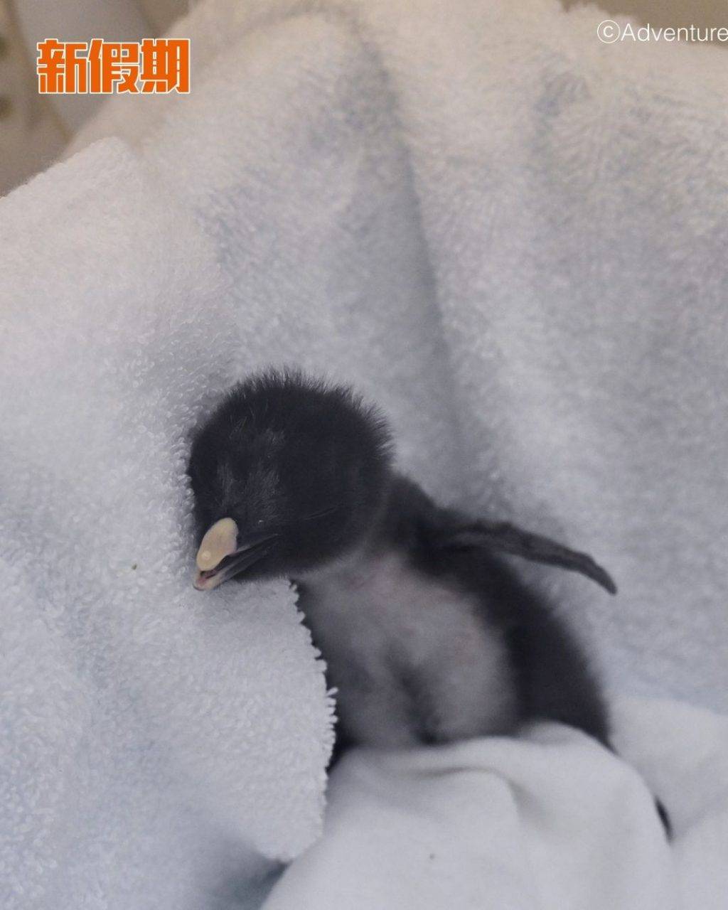 企鵝 (圖片來源:官方圖片)