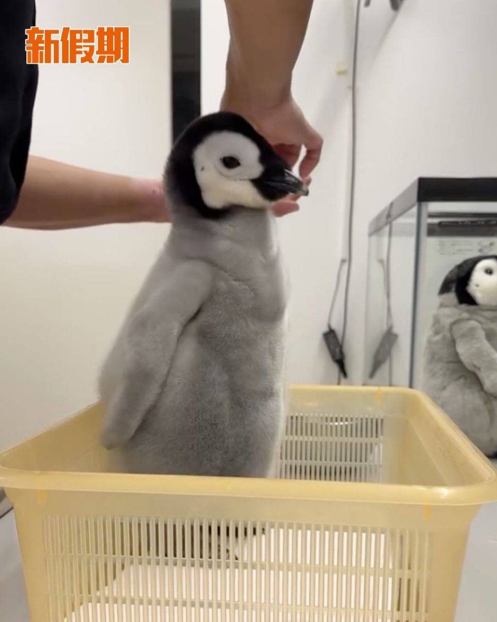 企鵝 (圖片來源:官方圖片)