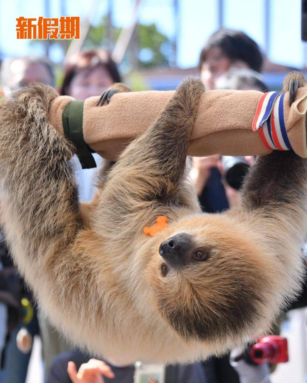 企鵝 (圖片來源:官方圖片)