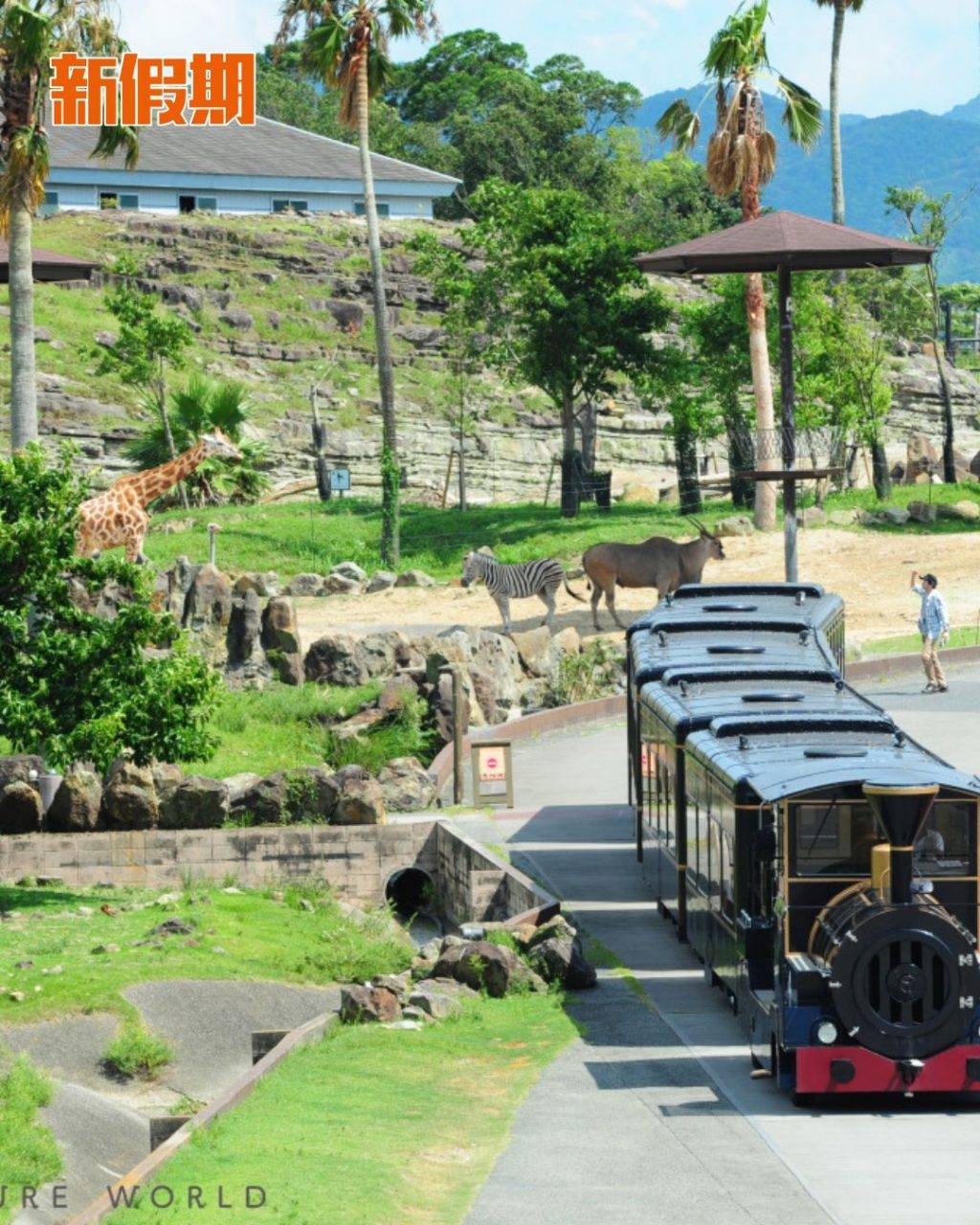 企鵝 (圖片來源:官方圖片)