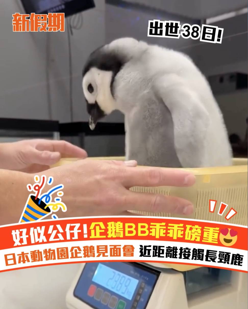 企鵝 (圖片來源:官方圖片)