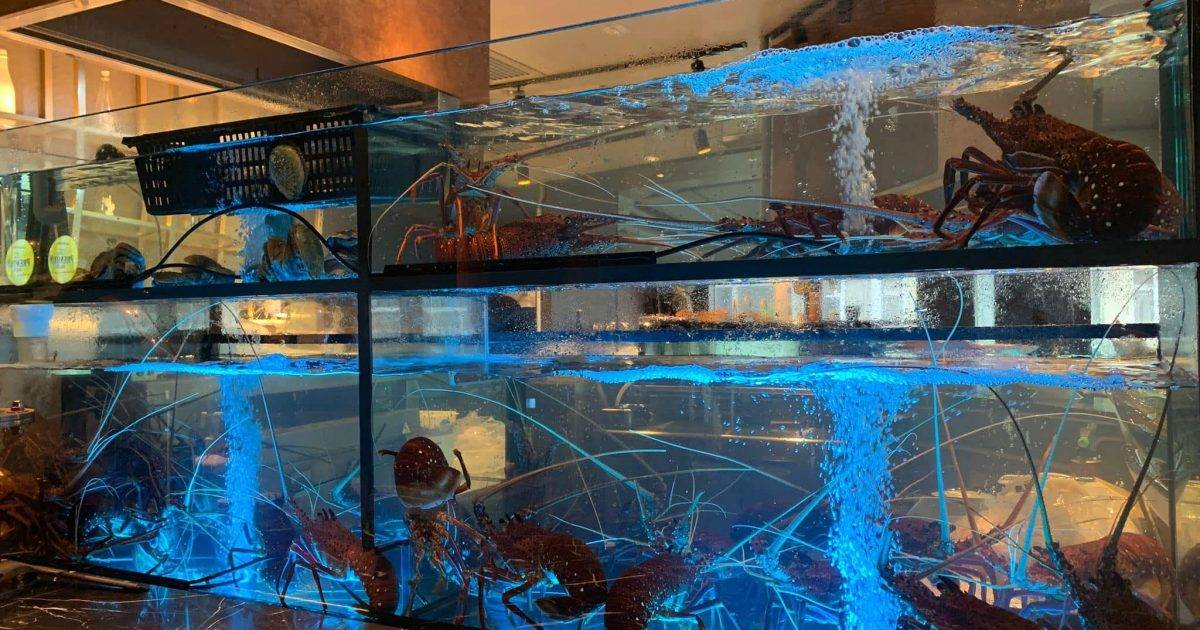 虎嘯日式蒸氣海鮮刺身專門店 (蔡氏大廈) – 天后餐廳 必食海鮮蒸氣刺身套餐+龍蝦刺身+油甘魚刺身+鮭魚刺身+北海道帶子+酒漬赤蝦+北寄貝+原隻北海道扇貝配西京麵豉+海葡萄原隻鮮鮑魚