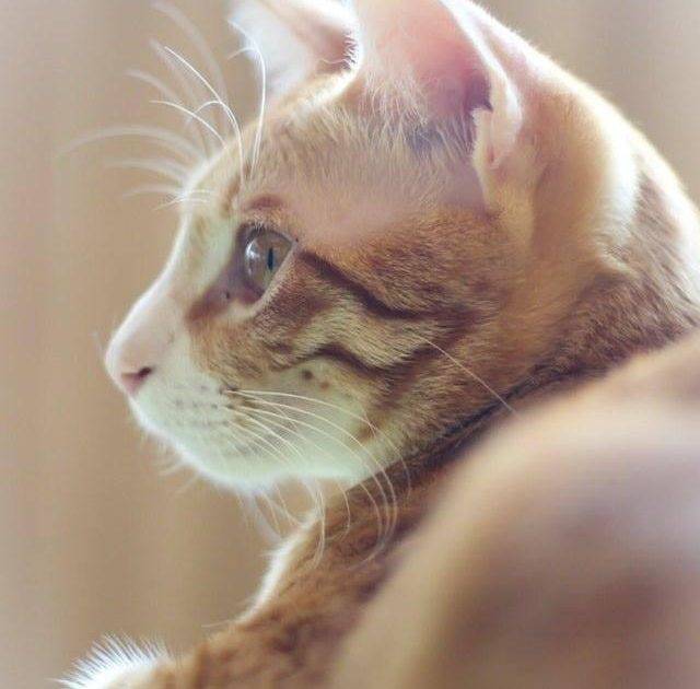 貓之茶房 – 荃灣餐廳 必食柚子芝士蛋糕+抹茶合桃曲奇+蟹籽沙律+雞肉串燒