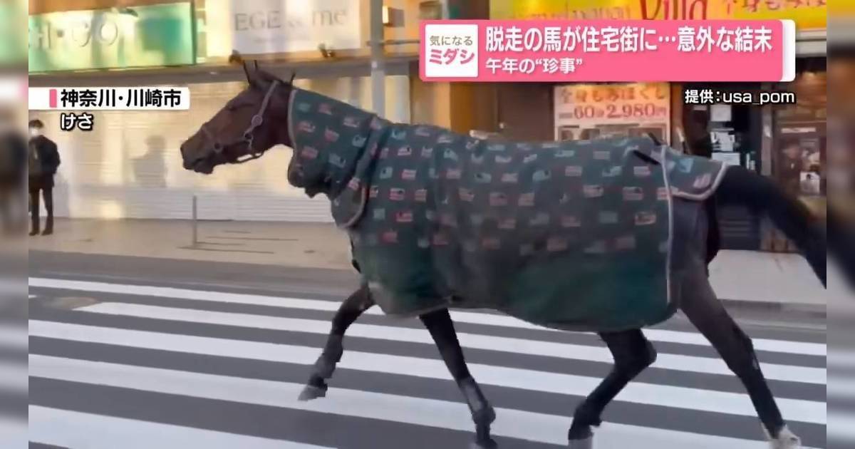 日本新年驚現馬匹街頭散步｜被揭超熟周邊環境 結局神展開！