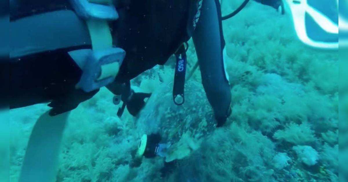 內地客被揭馬來西亞潛水惡行｜拖拽瀕危生物踢斷珊瑚 藍色海兔慘死