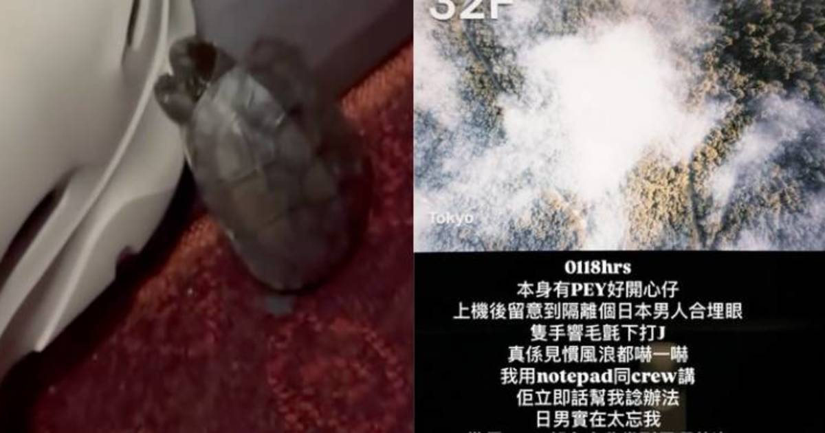 搭飛機5大荒謬事件｜機艙驚見烏龜來回爬行 日男空姐見證下做不雅行為！