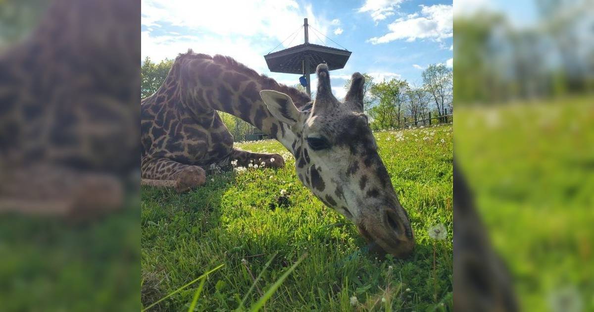 加拿大13歲明星長頸鹿｜意外遭門夾斃 無緣見孩子出世！