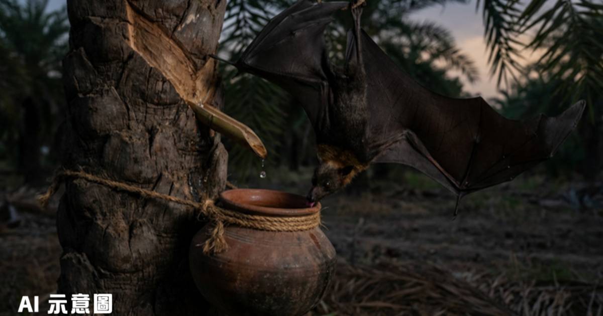 印度爆尼帕病毒5人確診｜2醫護危殆 因一種飲品傳播