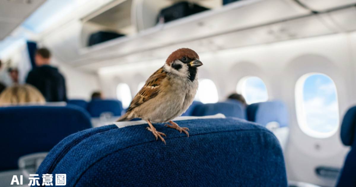 麻雀闖客機累航班Delay 35分鐘｜捉鳥一刻全機拍手