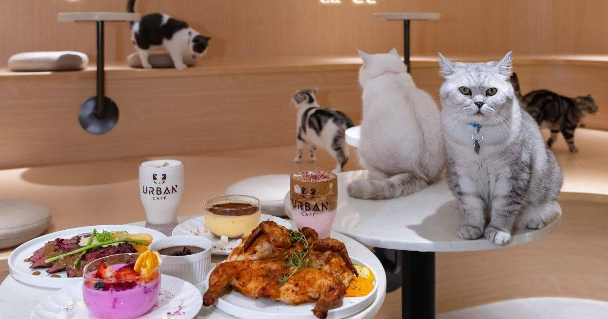 URBAN Cafe (駱駝漆大廈第一座) – 觀塘餐廳 必食西班牙燒烤醬烤大豬肋骨+挪威煙三文魚水煮蛋黃金卡邦尼扁意粉+即磨芝士黑松露菠菜大啡菇忌廉意大利飯