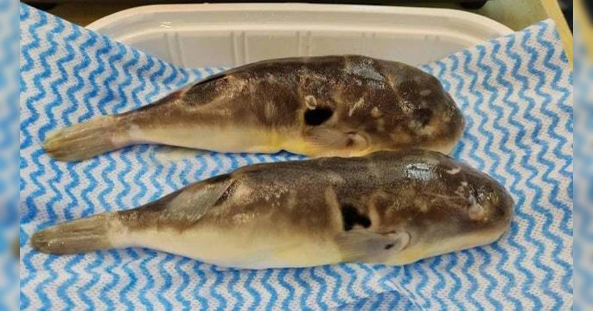 珠海餐廳賣來歷不明河豚｜2名食客中毒送院 老闆下場曝光