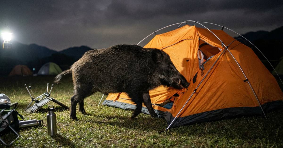 惡霸野豬年初二突襲昂坪營地｜直撞帳篷嚇到內地女崩潰狂哭 網民反斥：自作孽？
