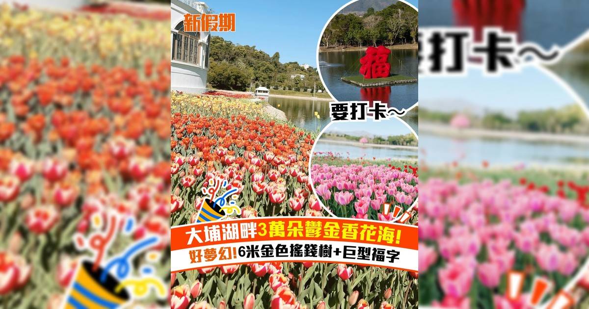 大埔湖畔3萬朵鬱金香花海！好夢幻 6米金色搖錢樹+巨型福字