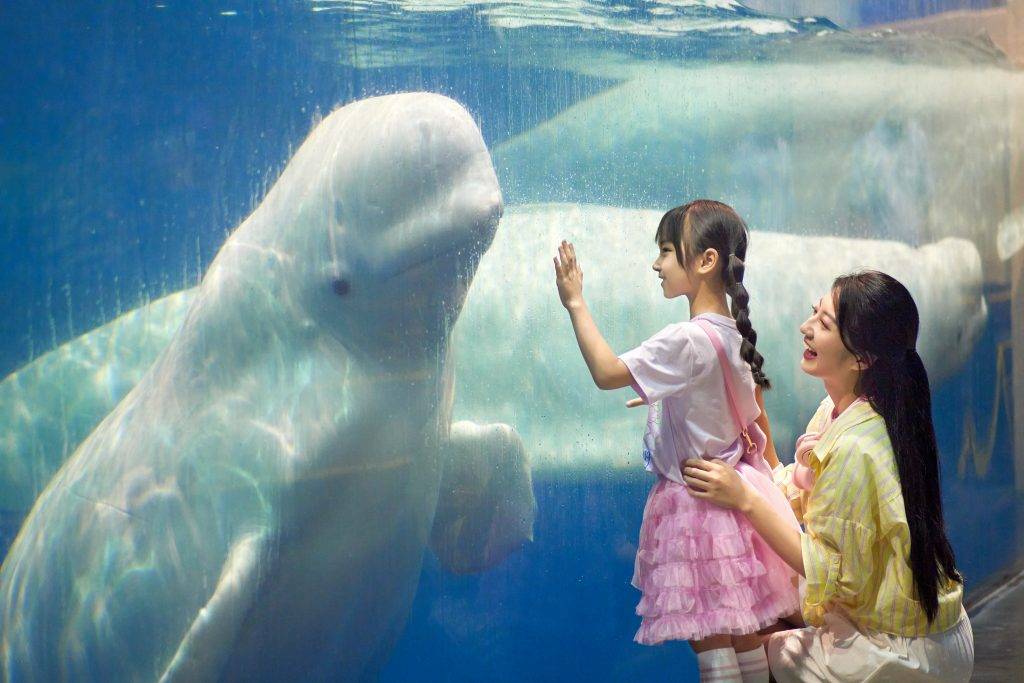 復活節旅遊攻略!橫琴長隆豪華假期 白鯨館(圖片來源:橫琴長隆)