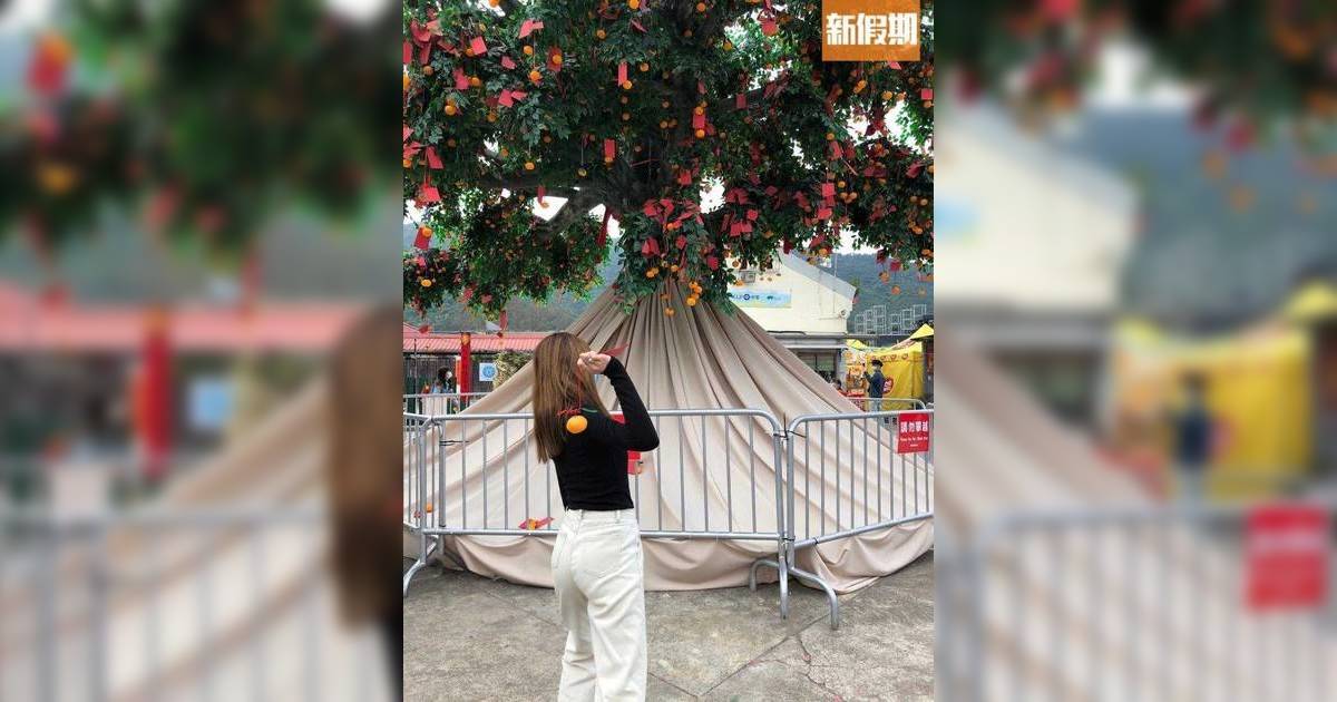 大埔林村許願樹2026｜夜市/美食廣場/拋寶碟！時間/交通/泊車一覽