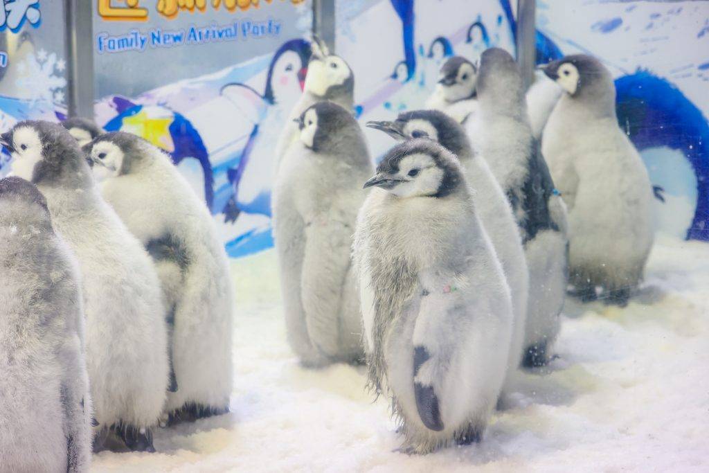 復活節旅遊攻略!橫琴長隆豪華假期 企鵝館(圖片來源:橫琴長隆)
