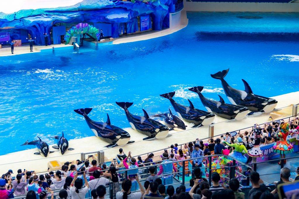 復活節旅遊攻略!橫琴長隆豪華假期 虎鯨科普劇場(圖片來源:橫琴長隆)