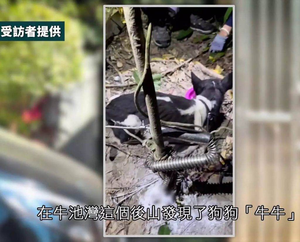 即時熱話 虐待動物 HOY TV節目《一線搜查》日前跟隨義工Jevez重回事發地點,他指出三個月多前正是在此地發現了受傷狗狗「牛牛」。(圖片來源:HoyTV)