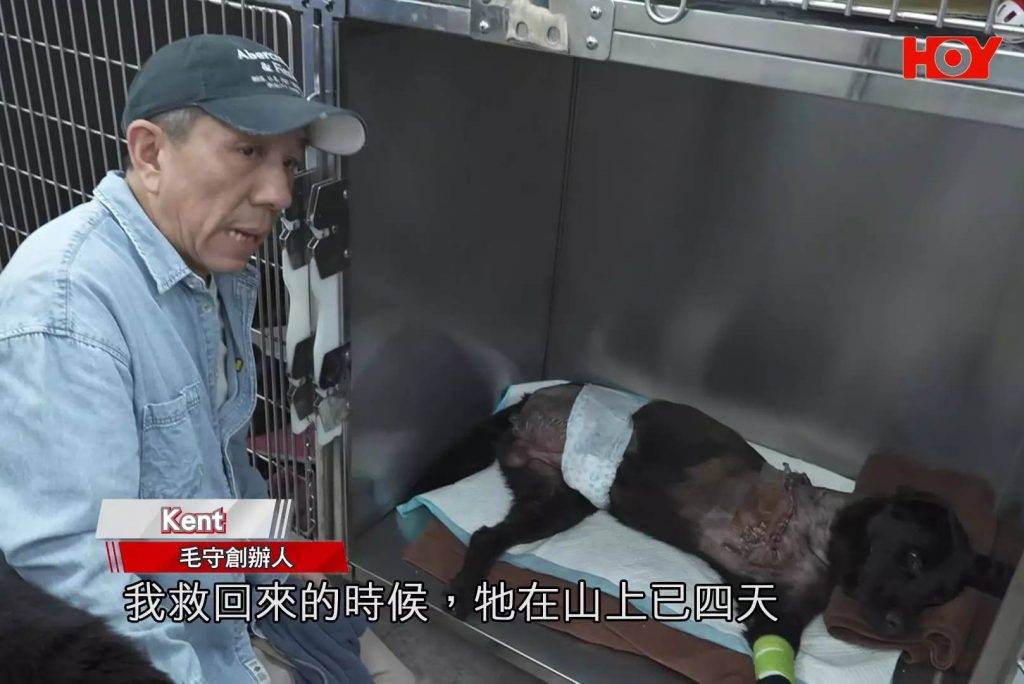 即時熱話 虐待動物 「毛守救援」創辦人Kent表示,每逢冬季,收到貓狗誤中捕獸器的求助個案便會急增,情況令人擔憂。(圖片來源:HoyTV)