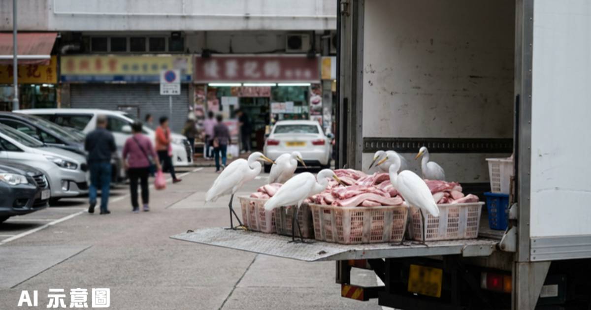 大埔貨車尾驚現多隻鷺鳥覓食｜肥豬膏無遮掩擺放 網民嘲「食咗三高」