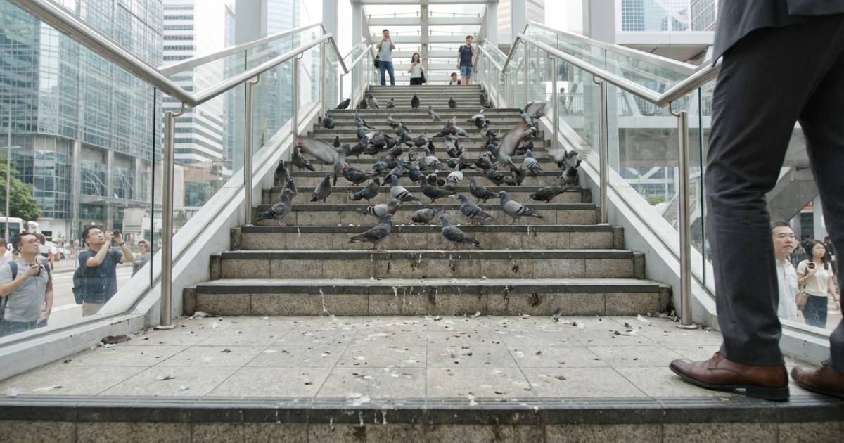 中環惡鴿兵團殺到！｜幾十隻野鴿霸實天橋樓梯開餐 途人嚇到唔敢行驚爆衛生災難？