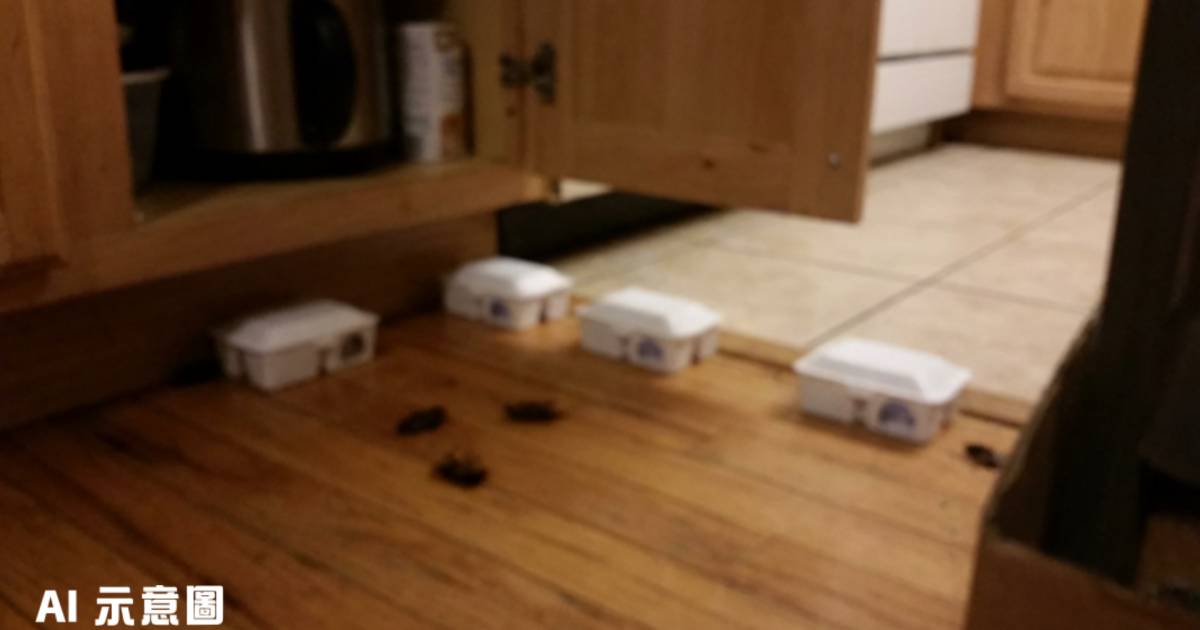 德國滅蟑神器小紅書爆紅｜4.5港元1盒團滅30隻蟑螂 網民驚嘆氣味香甜