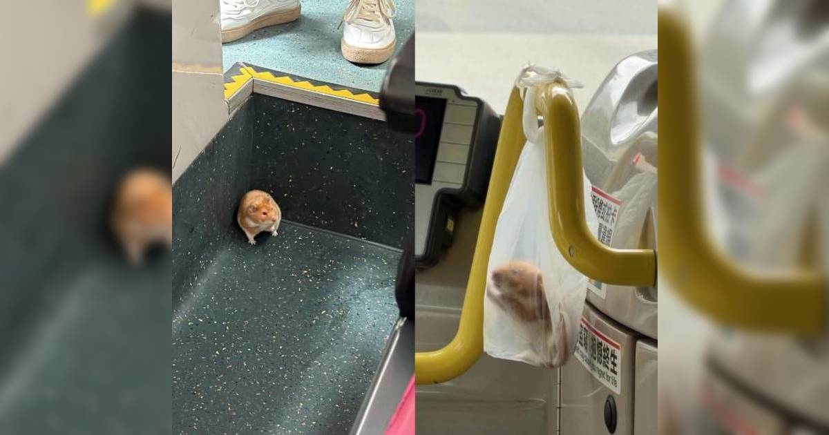 九巴車廂驚現倉鼠 暖男急用膠袋救援 車長現身回應結局超暖心