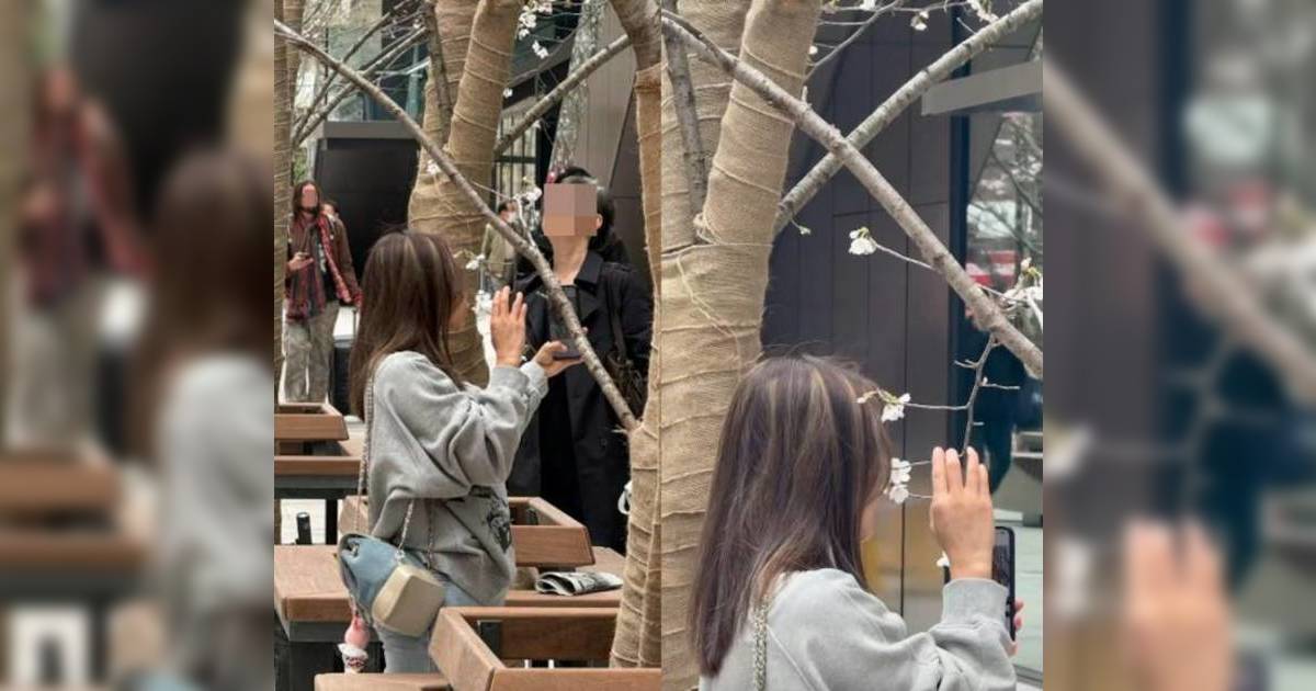 港女遊日強扯櫻花自拍5分鐘｜網民瘋傳砲轟：「自私至極」