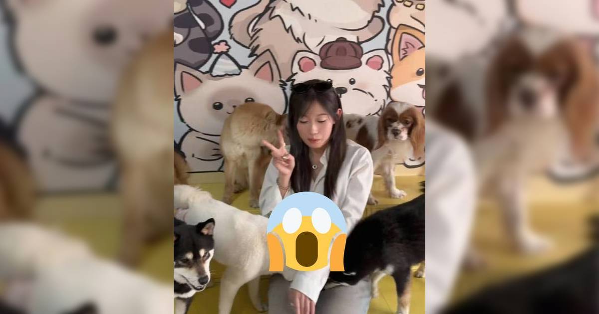 波波黃婧靈獨闖狗café 因1原因被柴犬狂索下半身敏感部位