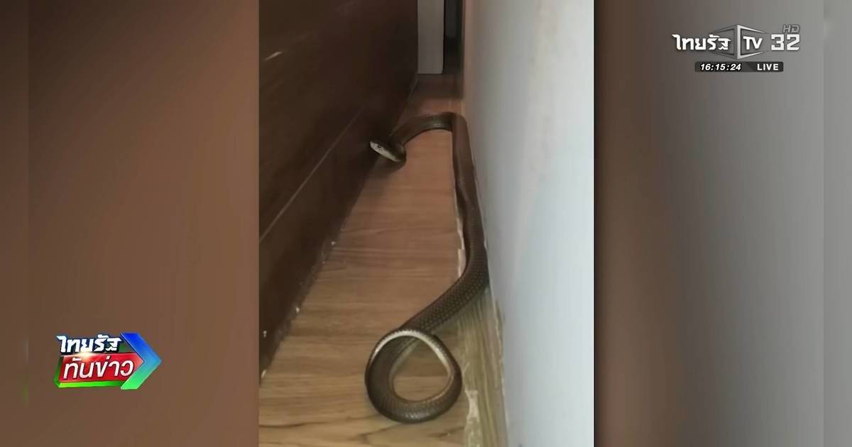 旅客泰國住酒店｜睡夢中遭1.5米眼鏡蛇「爬頸」 人蛇激戰困獸鬥結局極驚險